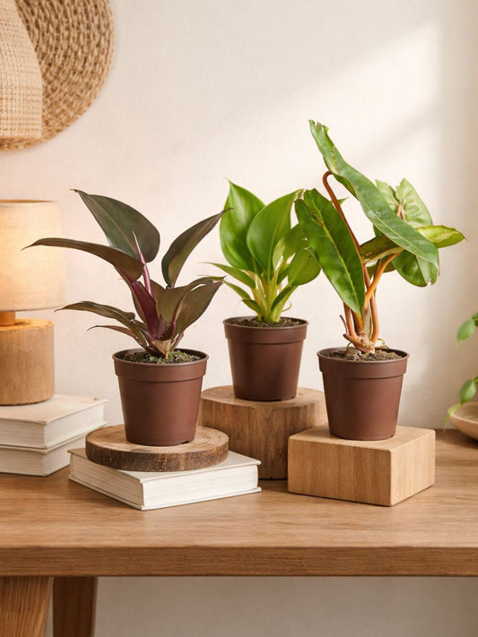 Philodendron Combo 474- Black Cardinal ,Billietiae, Green Congo