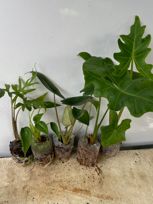 Alocasia Combo 899- Brancifolia+Scalprum+Macrorrhiza+Portei+Tiny Dancer (In Jiffy bags)