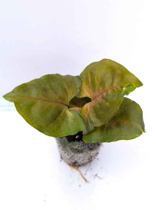 Syngonium Bronze (Tissue Culture Plant in Jiffy Bag)