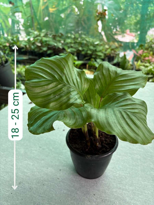 Calathea Orbifolia Multishooted Big Plant 18 to 25 cm tall Without Pot