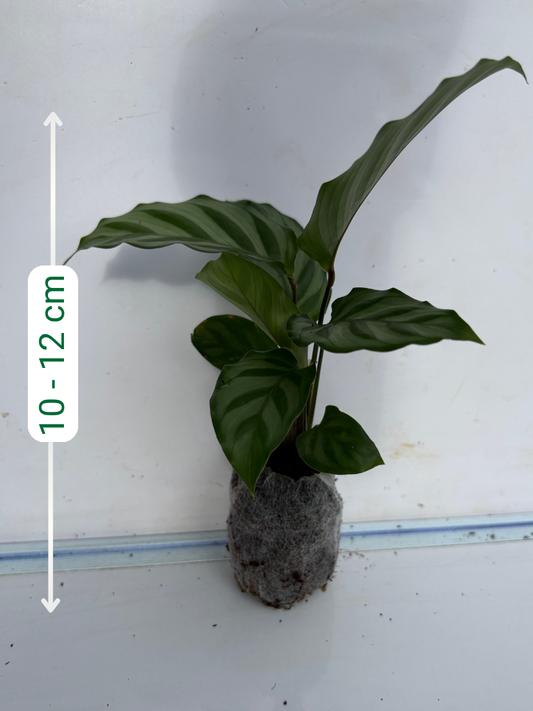 Calathea Freddie Tissue Cultured Plant in Jiffybag