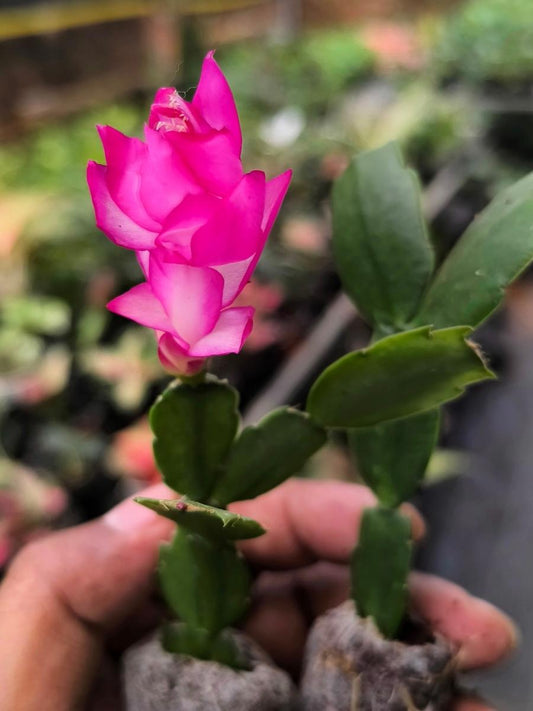 Christmas Cactus – Pink (Jiffy Rooted) Set Of 2 Plants
