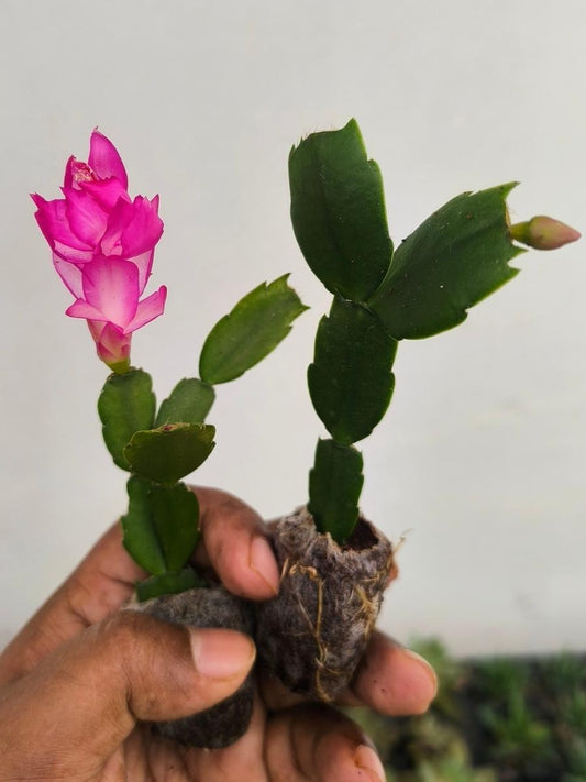 Christmas Cactus – Pink (Jiffy Rooted) Set Of 2 Plants