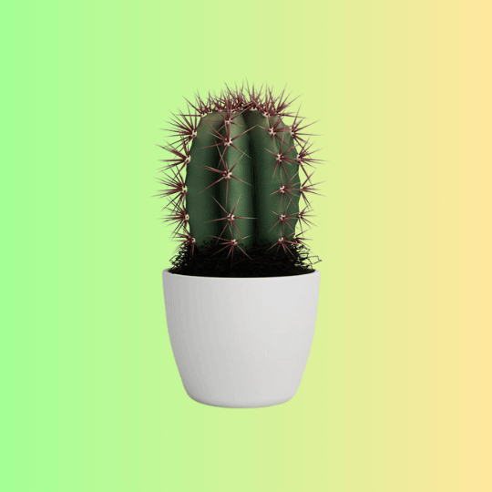 Cacti
