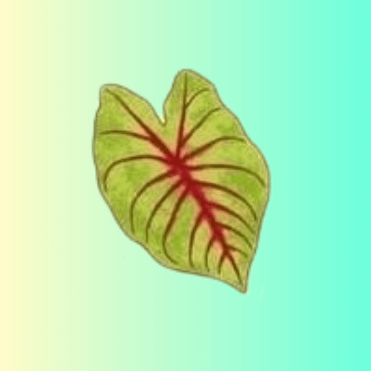 Caladiums