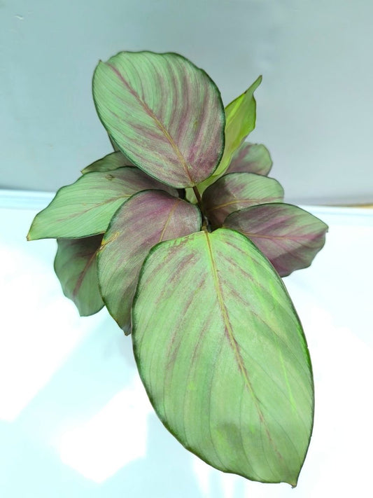 Calathea Silver Plate (Well Rooted Plant Without Pot)