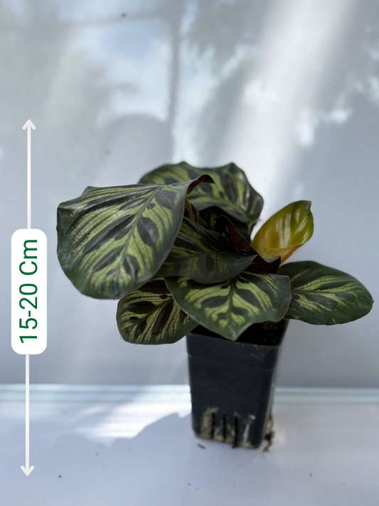 Calathea Makoyana (Well Rooted Plant With Pot)
