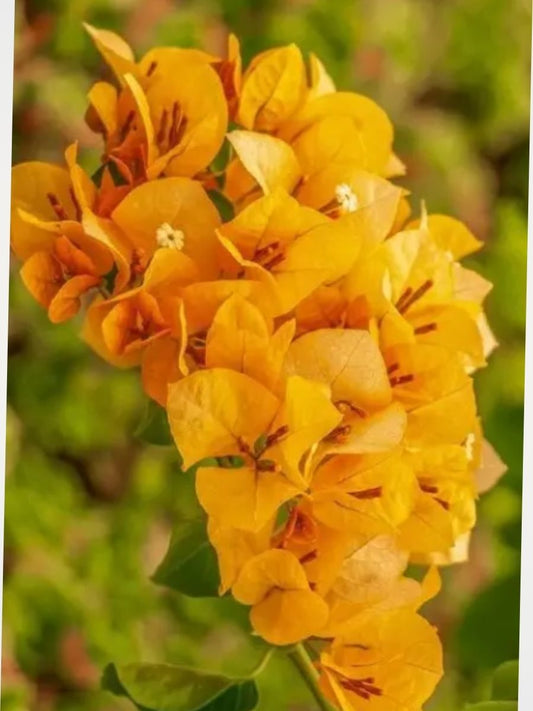 Bougainvillea Chilli Yellow Rooted Plant in Polybag