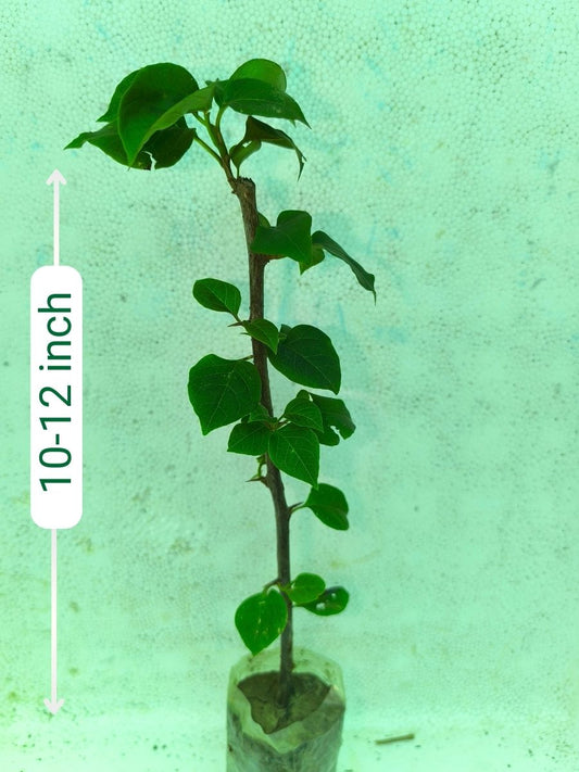 Bougainvillea Chithra India Rooted Plant in Polybag