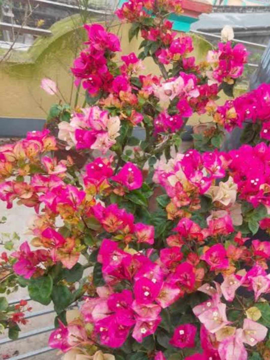 Bougainvillea Chithra India Rooted Plant in Polybag