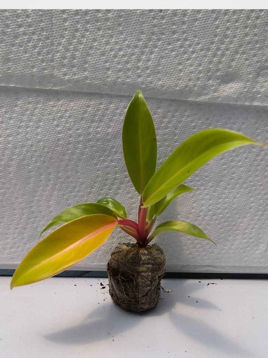 Philodendron Chocolate Cardinal (Tissue Culture Plant in Jiffy bag)