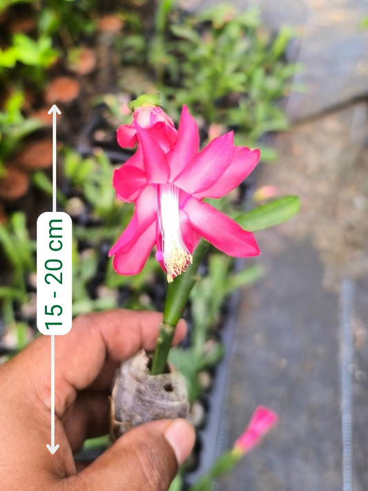 Christmas Cactus – Red (Jiffy Rooted ) set of 2 plants