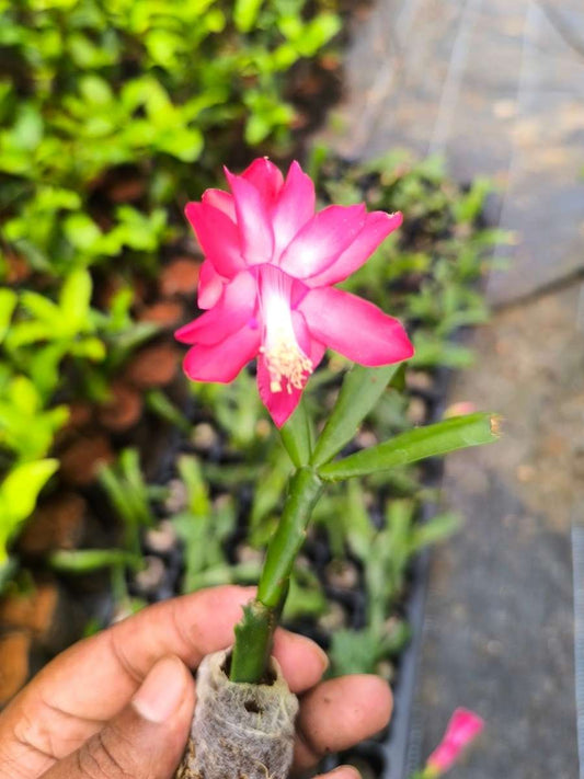 Christmas Cactus – Red (Jiffy Rooted ) set of 2 plants