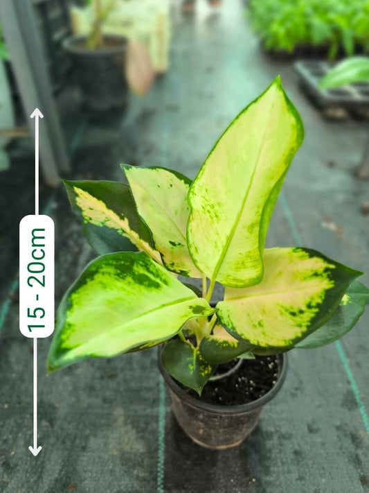 Aglaonema Cochin Escada Medium Size Plant Without Pot