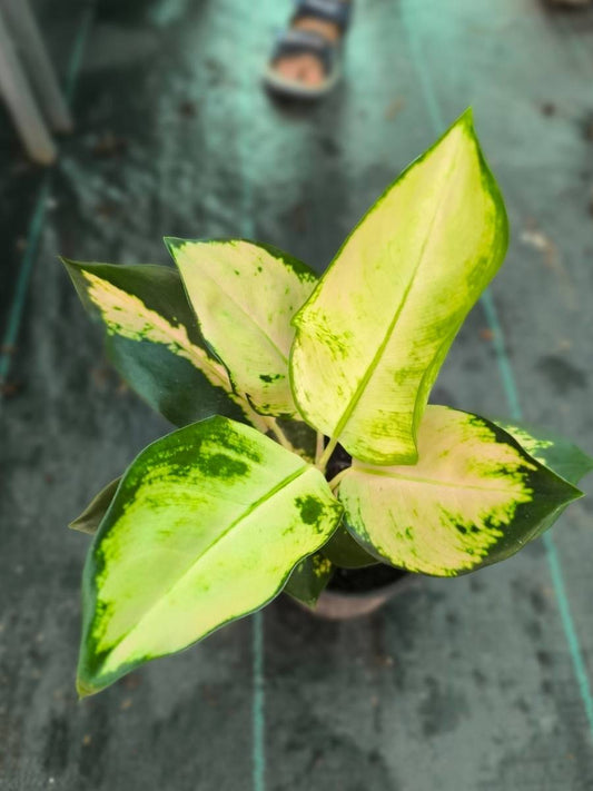 Aglaonema Cochin Escada Medium Size Plant Without Pot