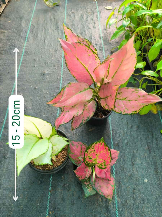 Aglaonema Combo 999 Medium Size Pink Sword, Super White, Red Beauty Without Pot