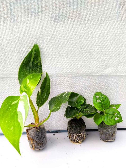 Philodendron Combo 499 White Princess, Atom, Broken Heart (Tissue Culture Plants in Jiffy bags)