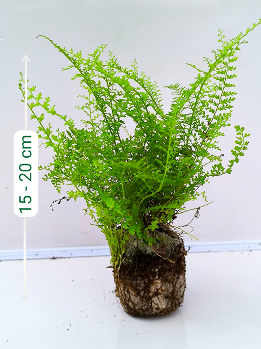 Cotton Candy Fern (4 inch Potsize Plant) Without Pot