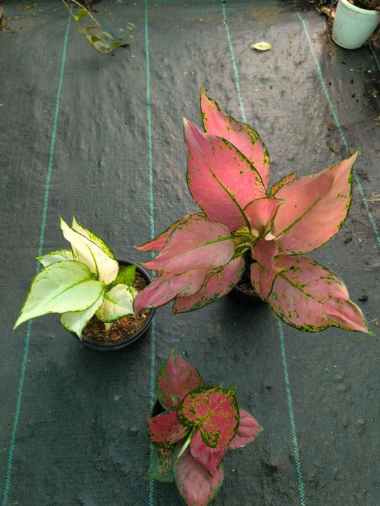 Aglaonema Combo 999 Medium Size Pink Sword, Super White, Red Beauty Without Pot