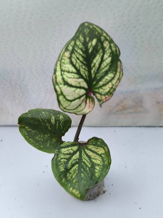 Caladium Daging Maha Ming Mongkol (Tissue Culture Plant with bulb in Jiffy bag)