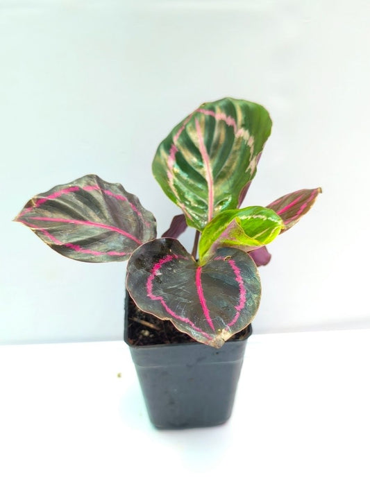 Calathea Dottie (Well Rooted Plant Without Pot)