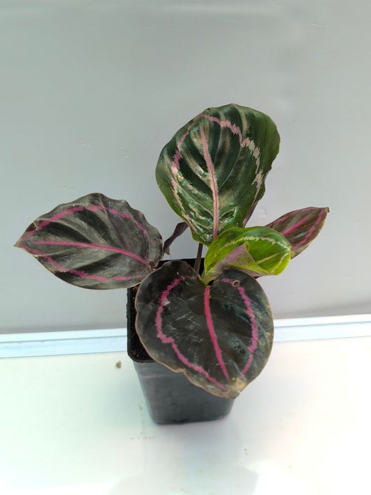 Calathea Dottie (Well Rooted Plant Without Pot)