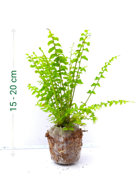 Petticoat Fern (4 inch Potsize Plant) Without Pot