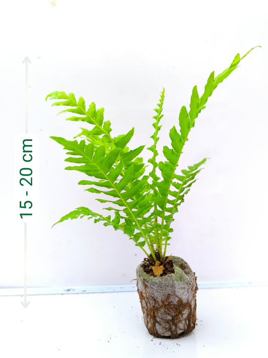 Tree Fern (4 inch Potsize Plant) Without Pot