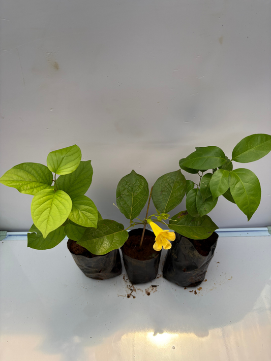 Flowering Combo 843 Garlic vine, Cats claw, Manimulla (Rooted Plants in Poly Bags)