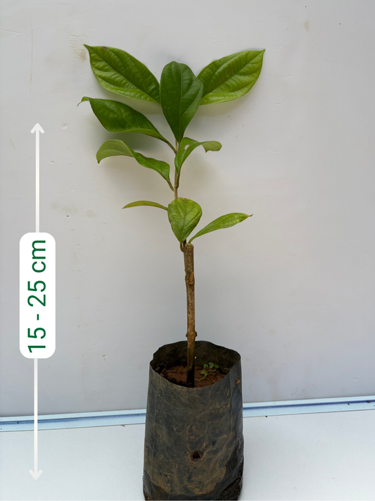 Congea Tomentosa (Rooted Plant in Nursery bag)