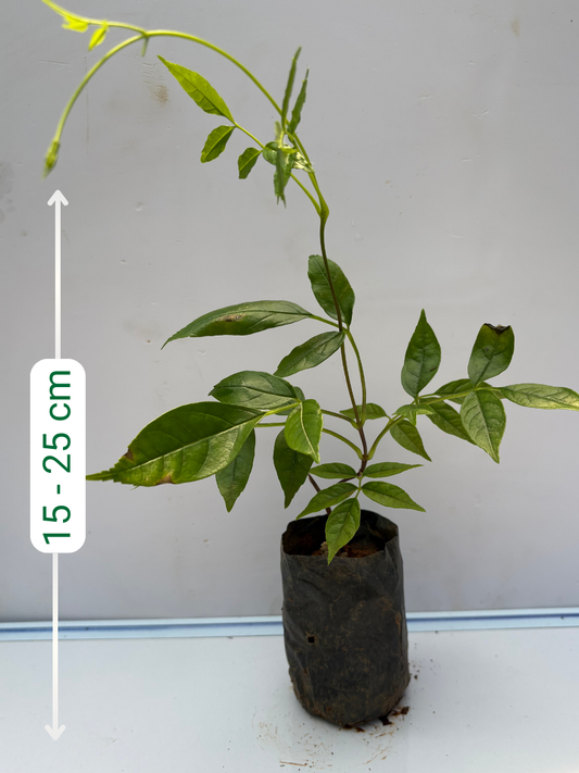 Fraser Island Creeper (Rooted plant in poly bag)