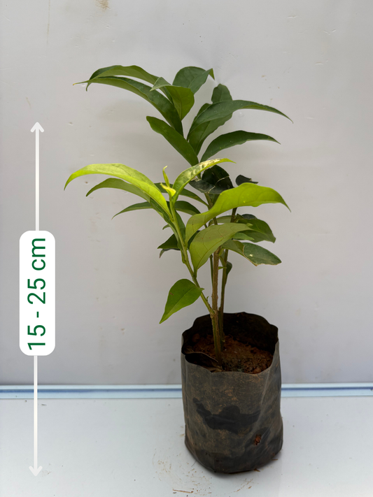 Yesterday Today Tomorrow (Brunfelsia Pauciflora) Rooted plant in poly bag