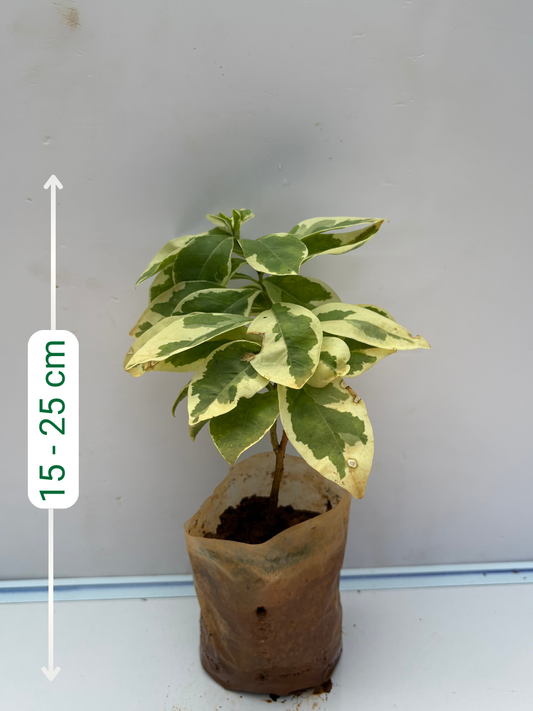 Yesterday Today Tomorrow (Variegated) Rooted plant in poly bag