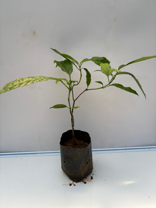 Clerodendrum Wallichi (Vellakkonna/Chains of glory)Rooted Plant in Nursery bag
