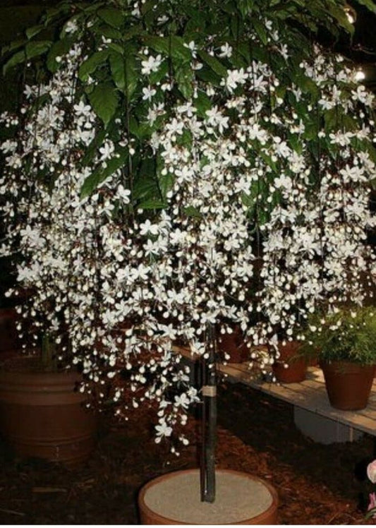 Clerodendrum Wallichi (Vellakkonna/Chains of glory)Rooted Plant in Nursery bag