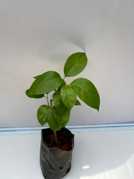 Garlic Vine ( Mansoa Alliacea) Rooted plant in poly bag