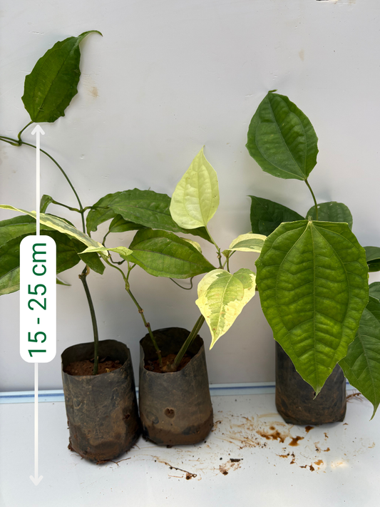 Thunbergia Combo 840 (3 Varieties of Thunbergia Plants in Poly Bags)