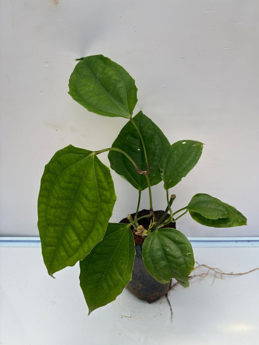 Thunbergia Mysorensis Rooted plant in poly bag