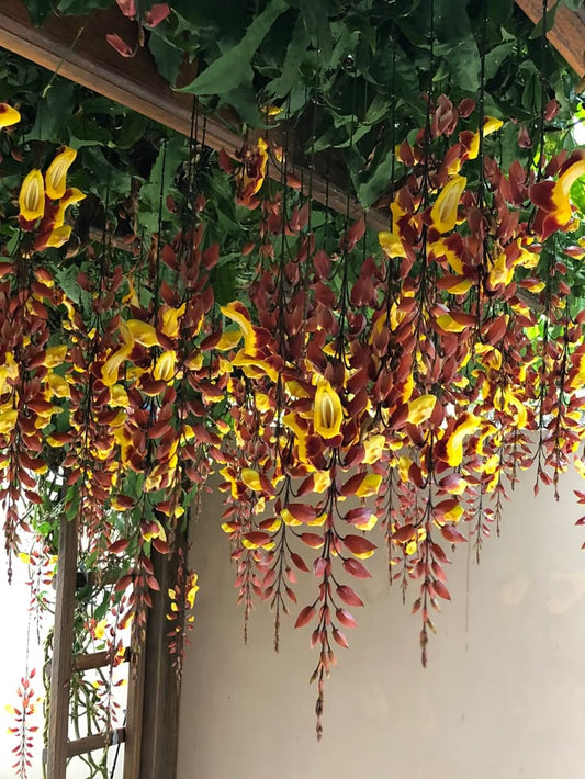 Thunbergia Mysorensis Rooted plant in poly bag