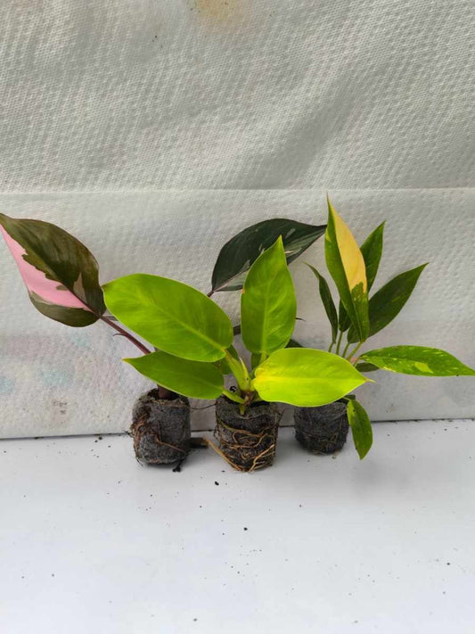 Philodendron Combo 499 Ring Of Fire Variegated+Pink Princess+ Moon Shine (Tissue Culture Plants in Jiffy bags)