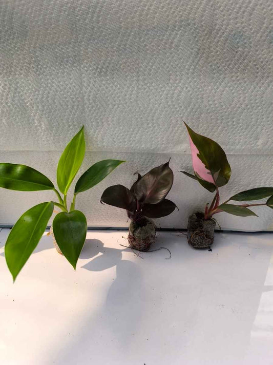 Philodendron 499 combo-Imperial Green+ Pink Princess+Red Heart (Tissue Culture Plants in Jiffy bags)