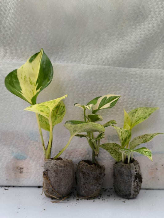 Pothos (Money Plant) Combo 349 -Manjula+Enjoy+Marble (Rooted Plants in Jiffy bags)