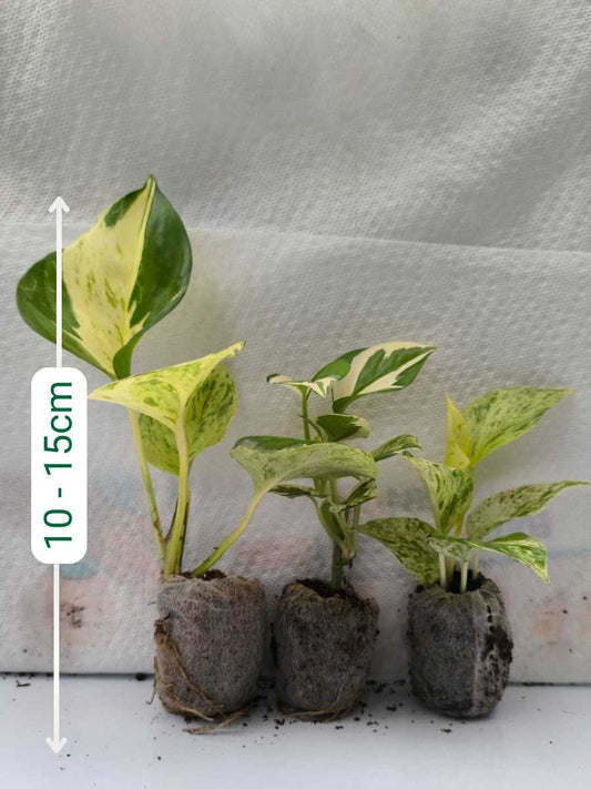 Pothos (Money Plant) Combo 349 -Manjula+Enjoy+Marble (Rooted Plants in Jiffy bags)