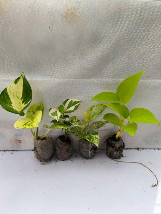 Pothos (Money Plant) Combo 444 -Manjula+Enjoy+Marble+Golden (Rooted Plants in Jiffy bags)