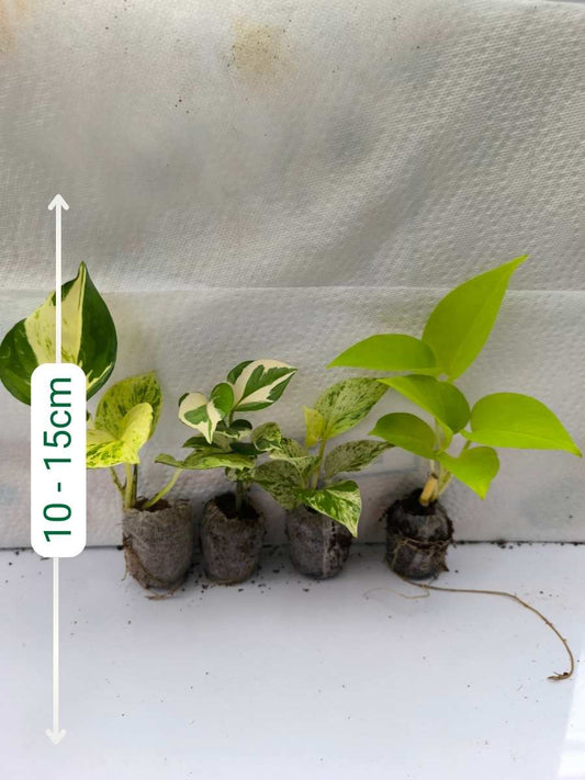 Pothos (Money Plant) Combo 444 -Manjula+Enjoy+Marble+Golden (Rooted Plants in Jiffy bags)