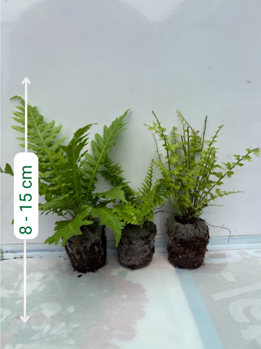 Fern Combo 399 ( Tree, Fluffy, Petticoat) Tissue Culture Plants in Jiffy Bags )