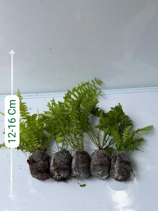 Fern Combo 490- Tree+Golden+Fluffy+Petticoat+Fish Tail ( In Jiffy Bags )
