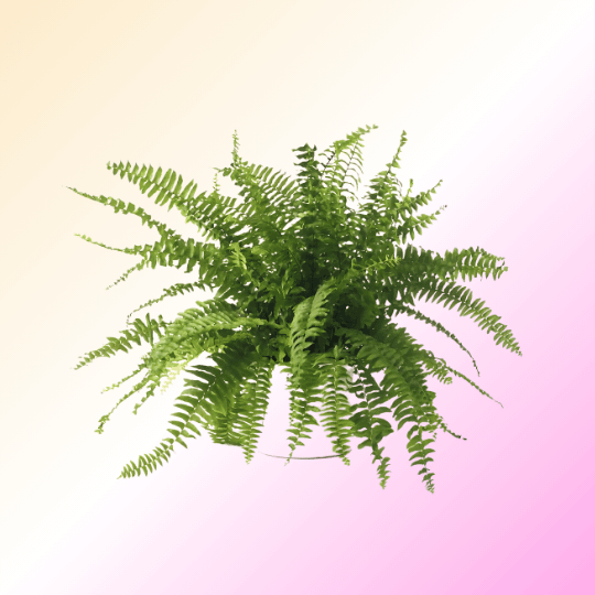 Ferns & Mosses