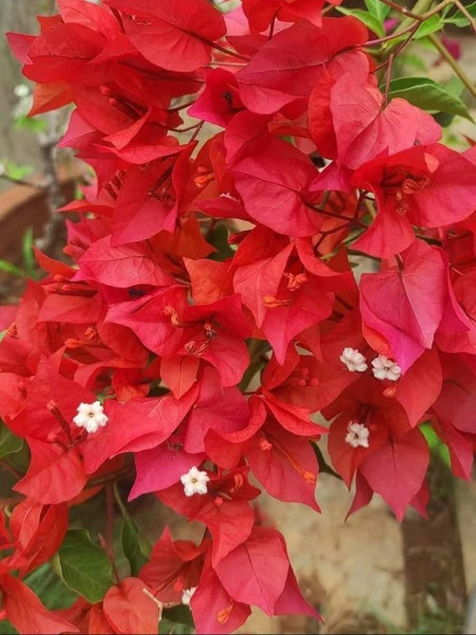 Bougainvillea Flame Red Rooted Plant in Polybag