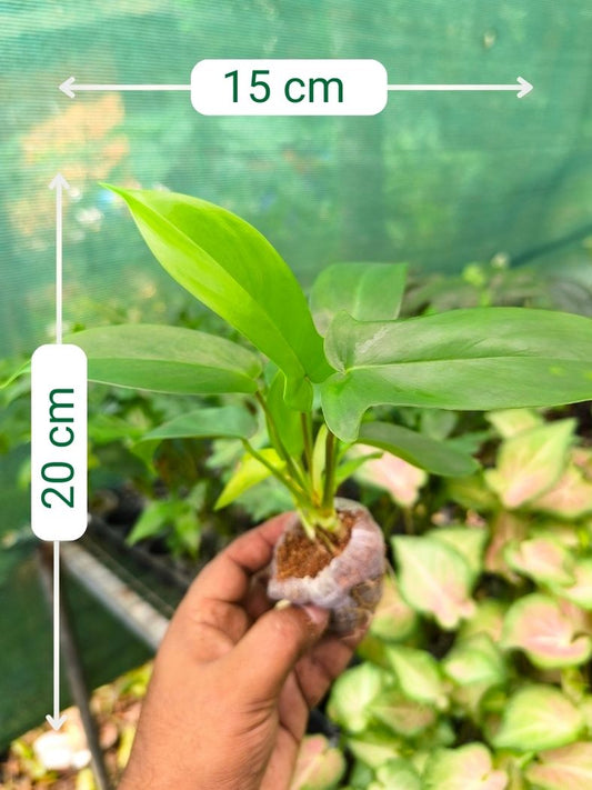 Florida Beauty Green (Tissue Culture Plant in Jiffy Bag)